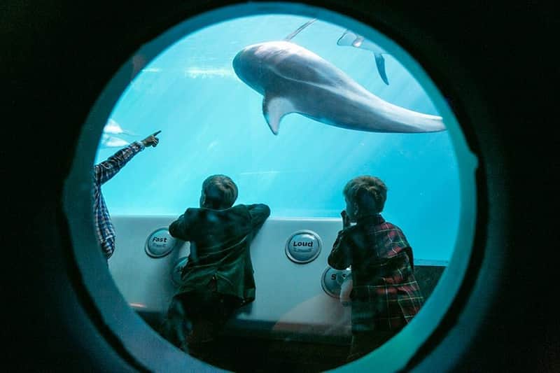 Shedd Aquarium