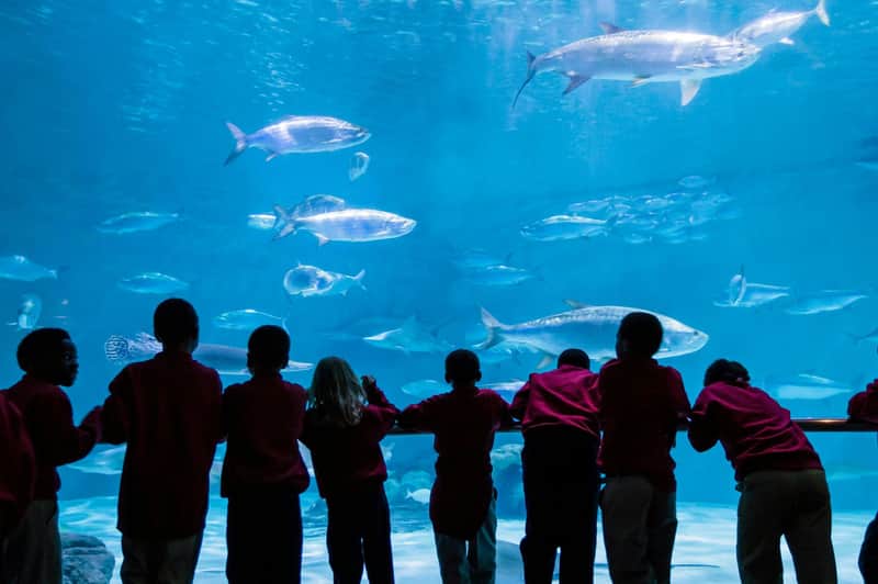 Audubon Aquarium