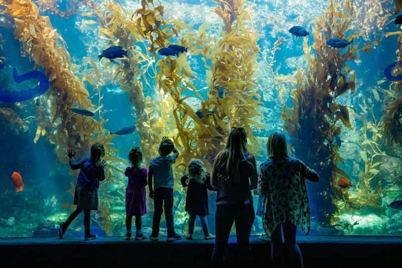 Birch Aquarium Birch Aquarium