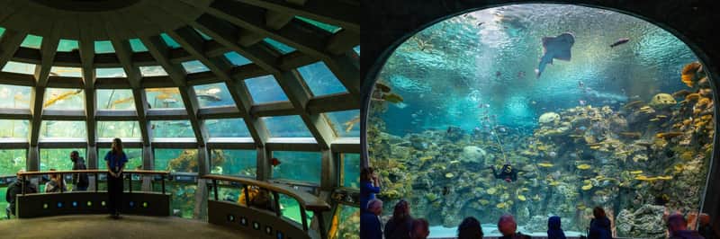 Oceanarium w Seattle