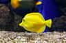 Aquarium ONIRIA