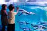 两个孩子在水族馆展览中观看企鹅在玻璃后面游泳。