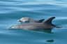Dolphin Discovery Centre Bunbury