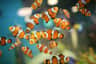 Ripley's Aquarium of Canada