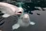 Sea Life Trust Beluga Whale Sanctuary / Sæheimar Aquarium