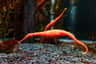 SEA LIFE Kelly Tarlton's Aquarium