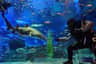 Busan SEA LIFE Aquarium