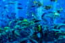 Lost World Aquarium