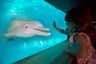 Clearwater Marine Aquarium
